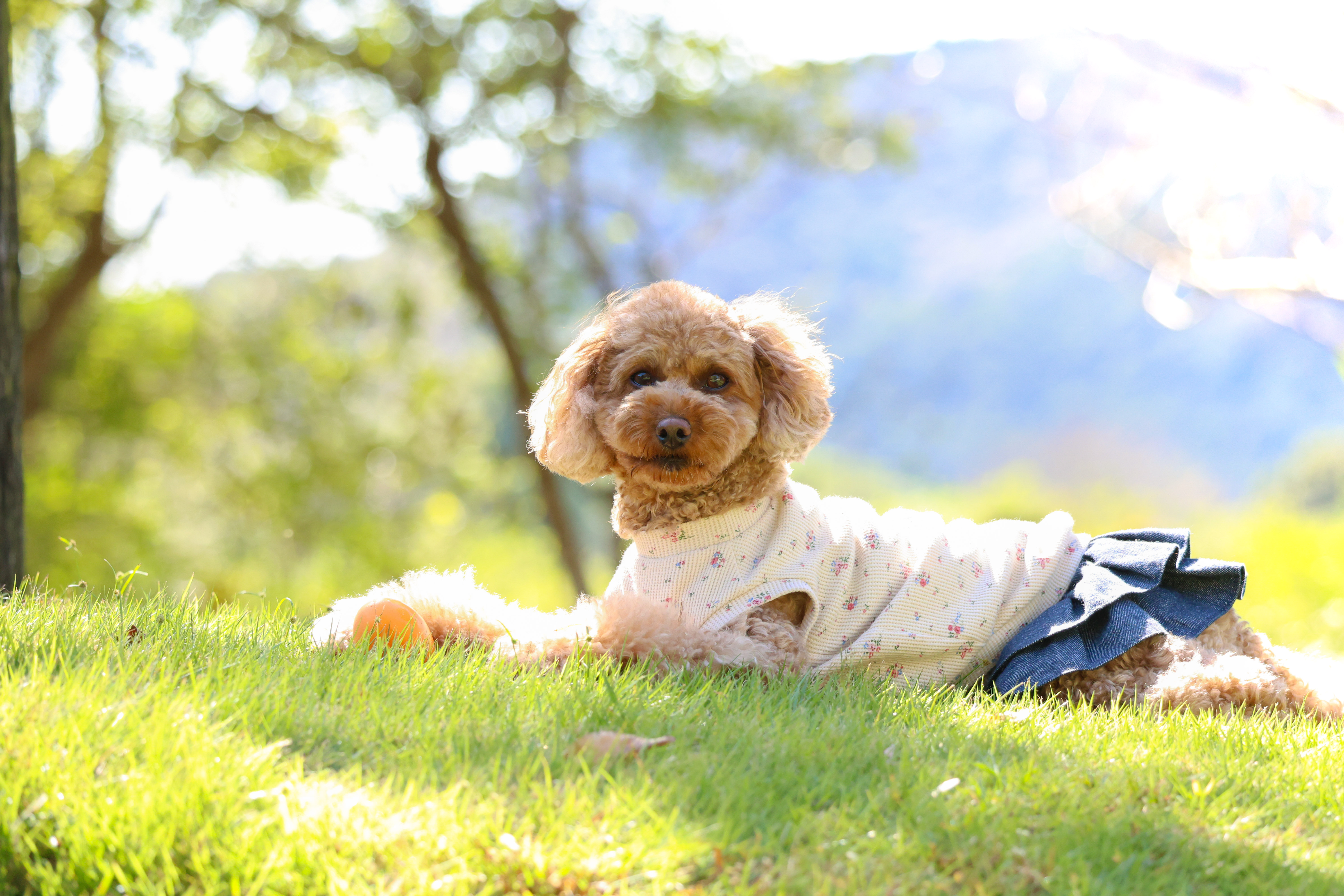 写真家になったきっかけの写真