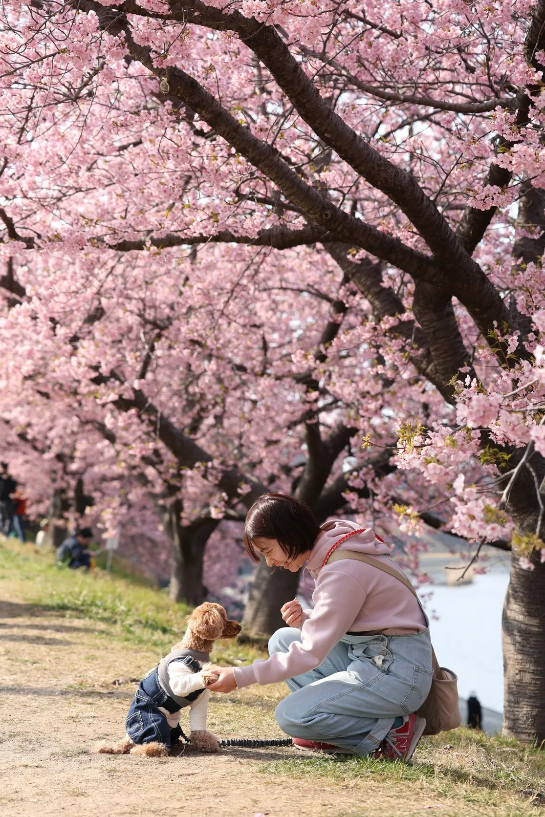 桜と飼い主とわんこの写真