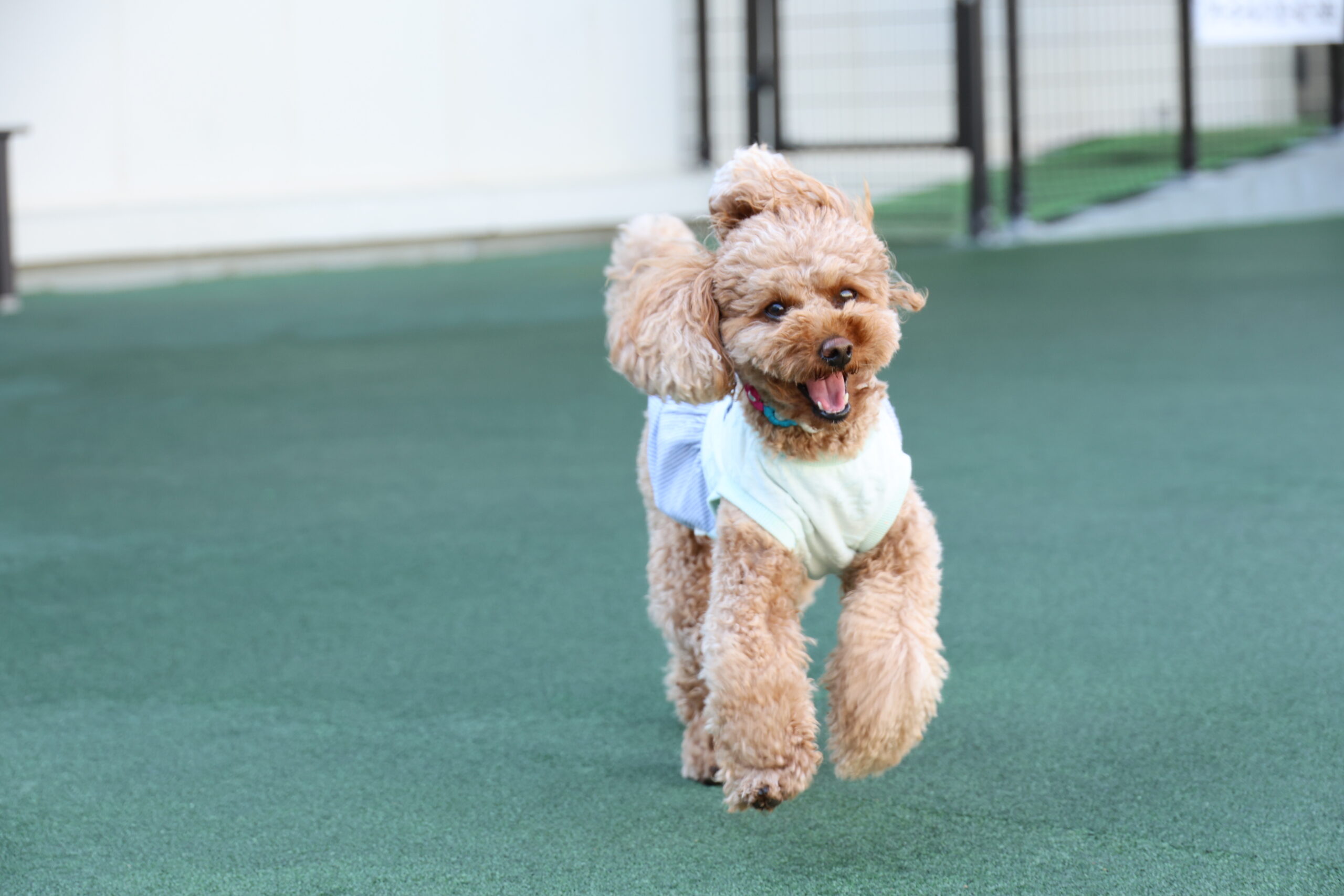 ドックランでらんらん♪