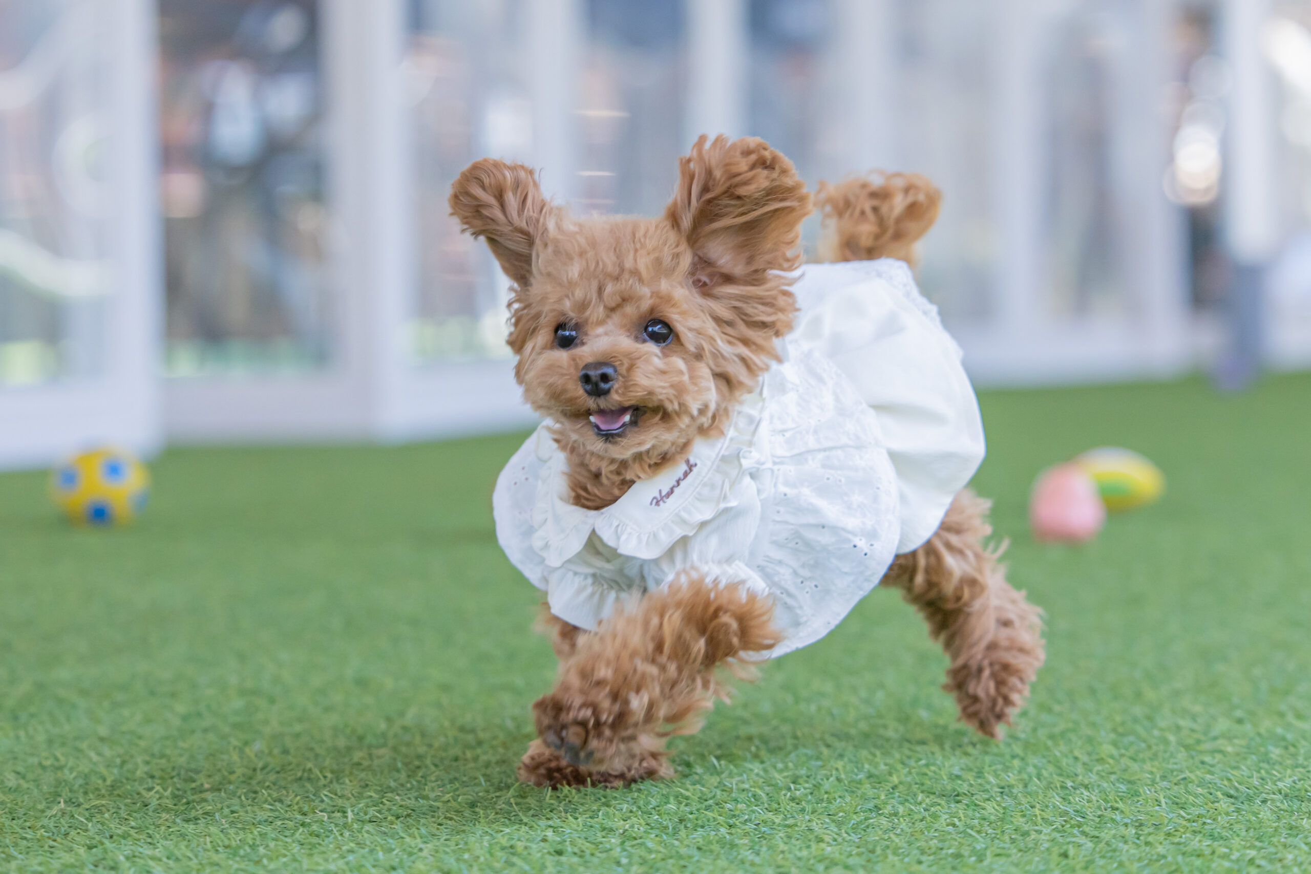 マツリバ　フリルちゃん