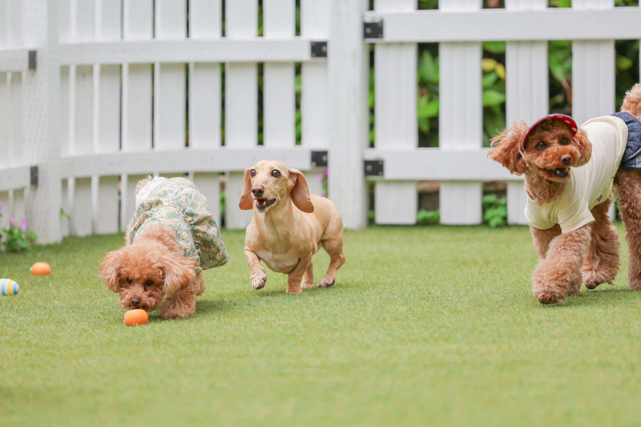🐶 オフ会撮影プラン