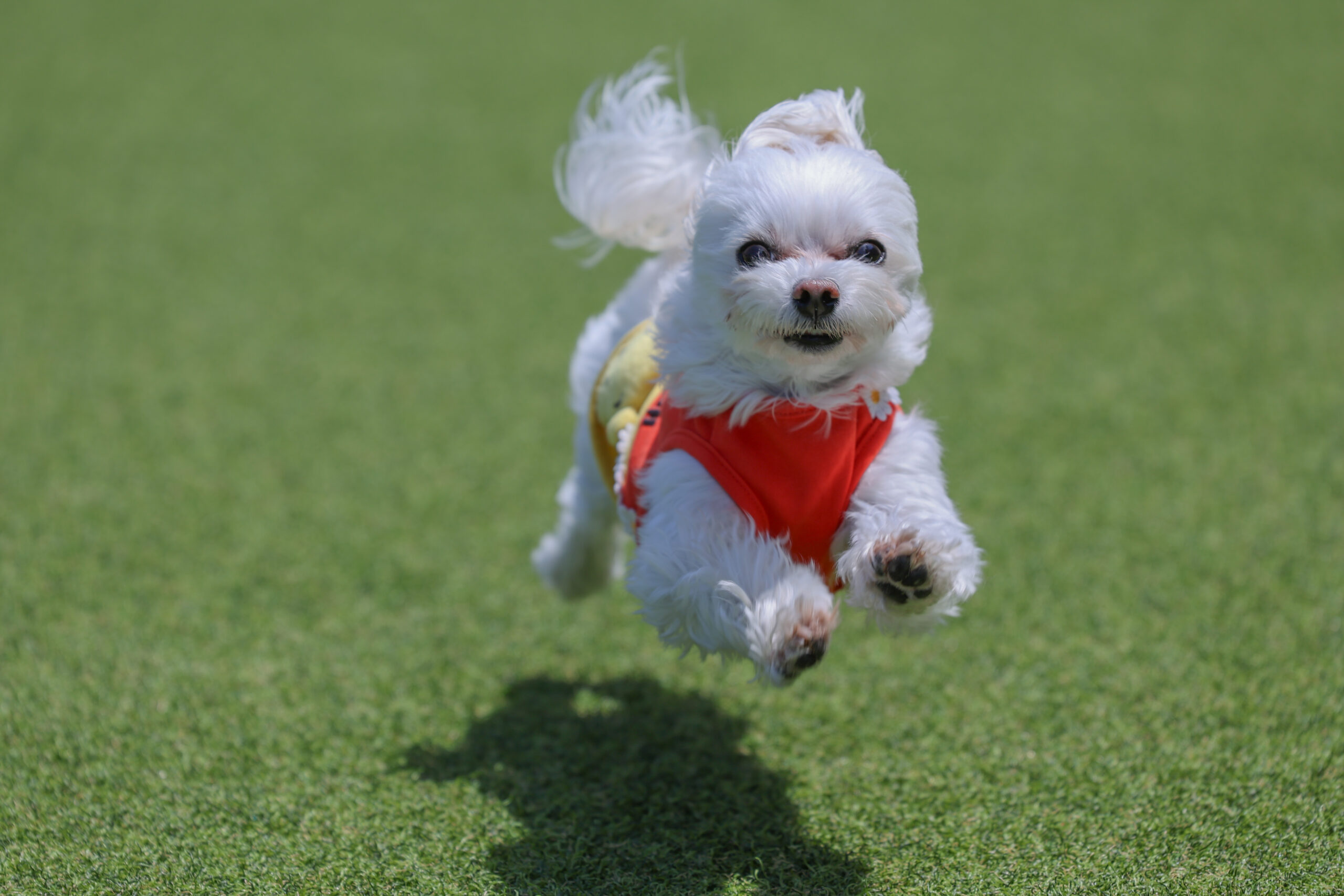 シバンチュ撮影会　飛行犬