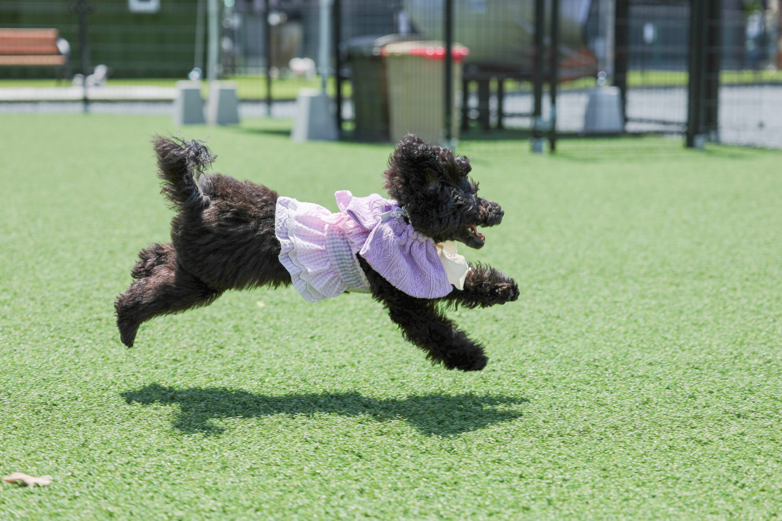 シバンチュ撮影会　ルビーちゃん