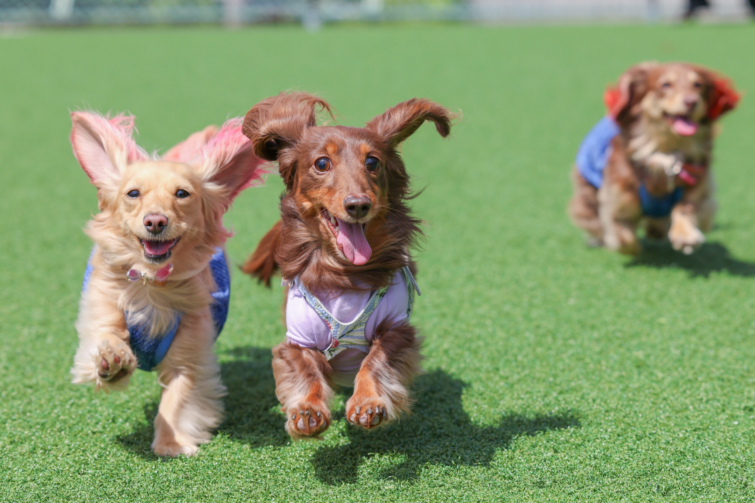 シバンチュ撮影会　３匹