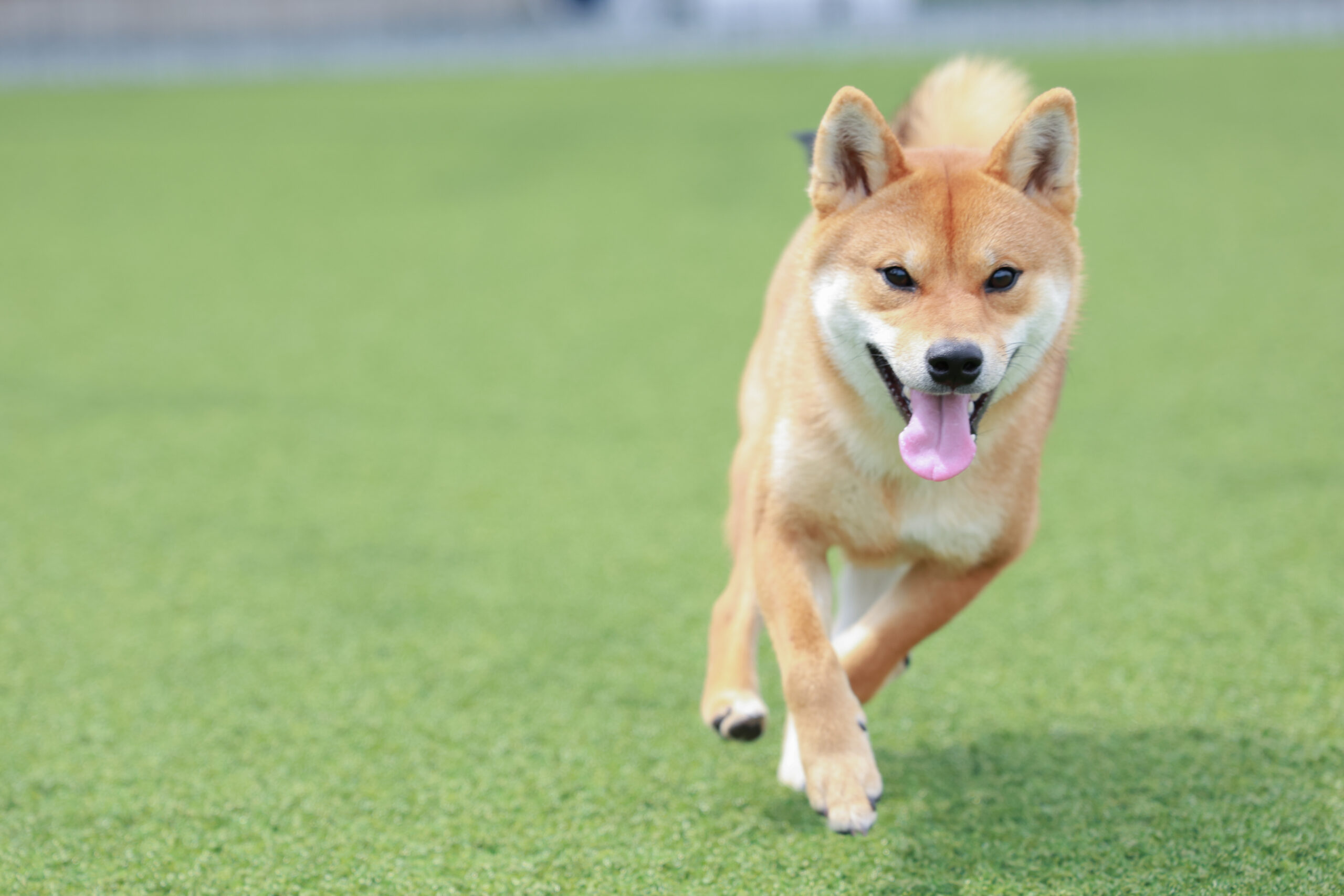 シバンチュ撮影会　シバちゃん
