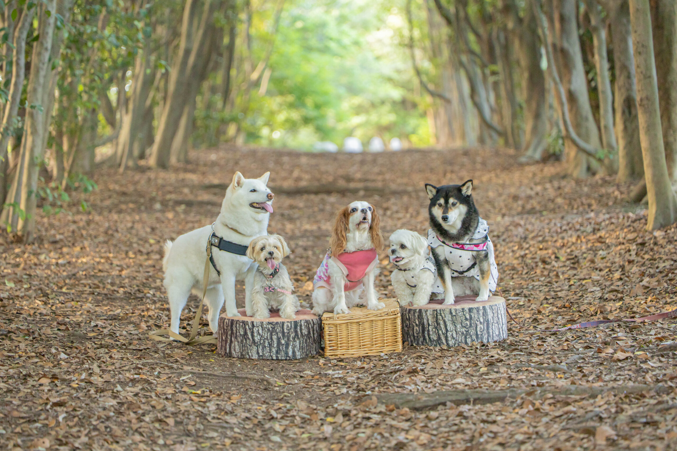ロケーション撮影プラン